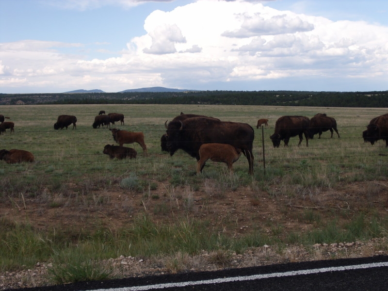 Buffalo