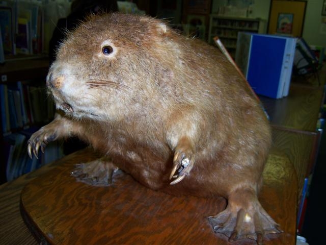 The Beaver