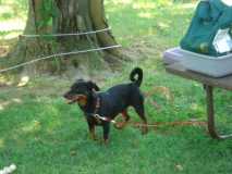 "The Brut" enjoying the outdoors and camping