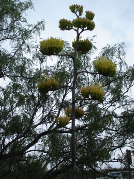 Century Plant