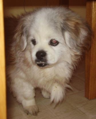 Wilbur the Wonder Dog