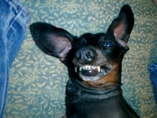 mean dog