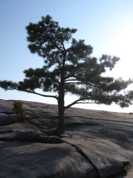 tree growing in the rock