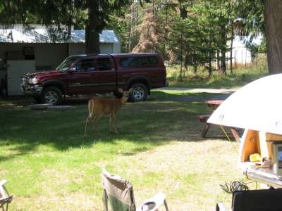 northern Idaho  deer everywhere