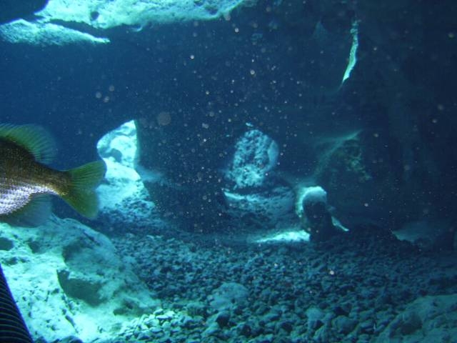 vortex diving