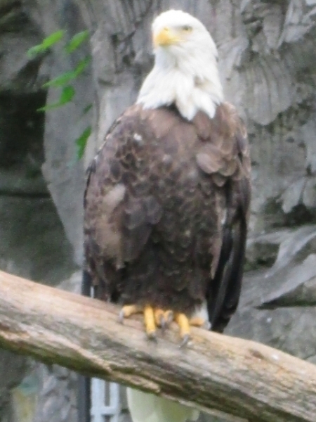 Bald Eagle 4