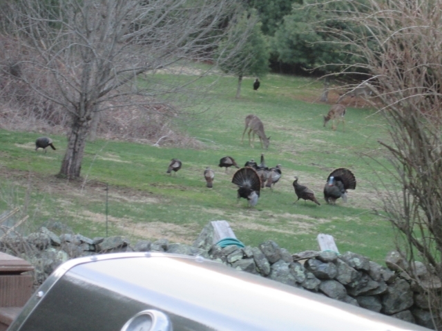 Wild Turkeys and Deer