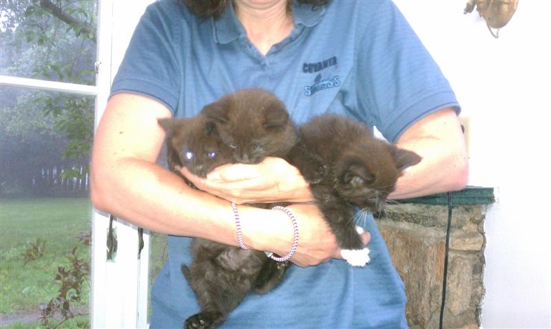 Rescue Kittens
