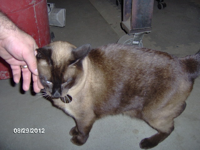 Shop Cat Simon