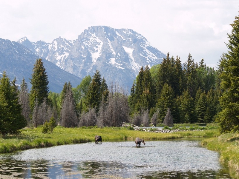 Moose & Mt. Moran