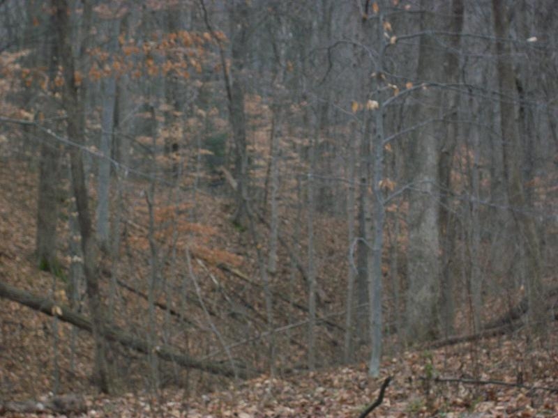 TURKEY RUN