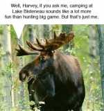 moose...