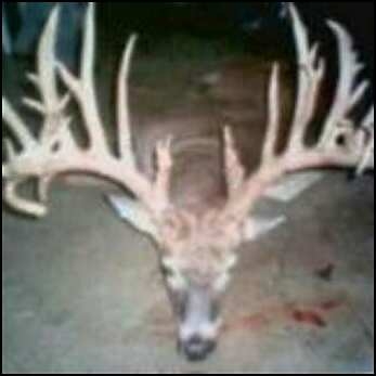 deer
