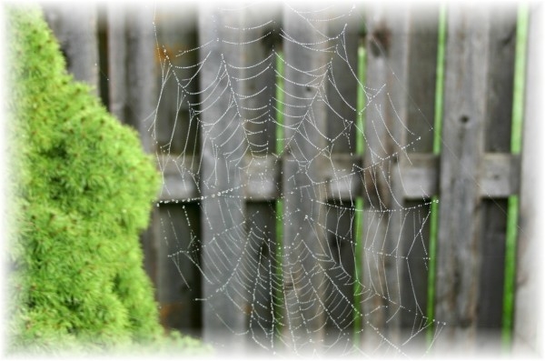 Dew on the web