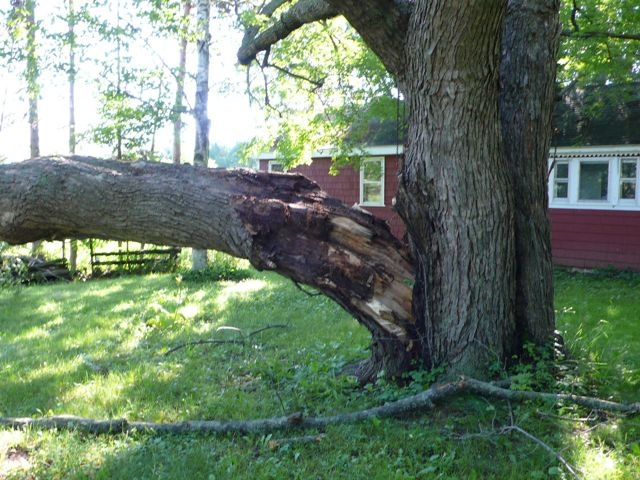 downed tree