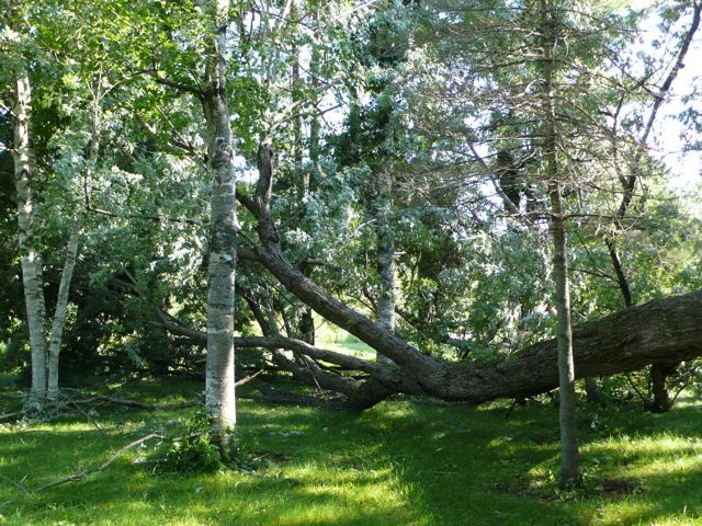 more tree