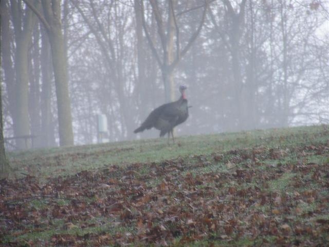 turkey