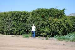 Orange picker