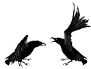 crows