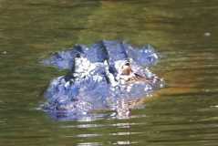 Gator following boat...