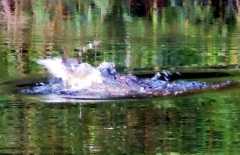 Gator striking bait...