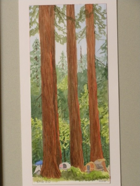 close-up of teardrops in redwoods picture