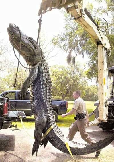 Gator 2