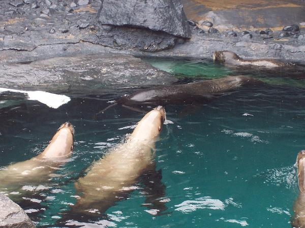 sea lions