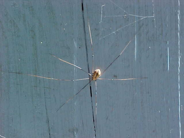 7 legged spider