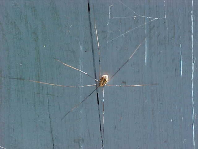 7 legged spider