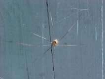 7 legged spider