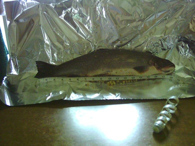 nice trout had this one stuffed and bbq