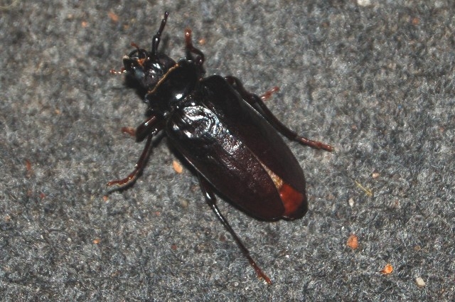 THE BUG!!!
