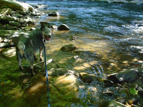 Ocoee loves the creek....