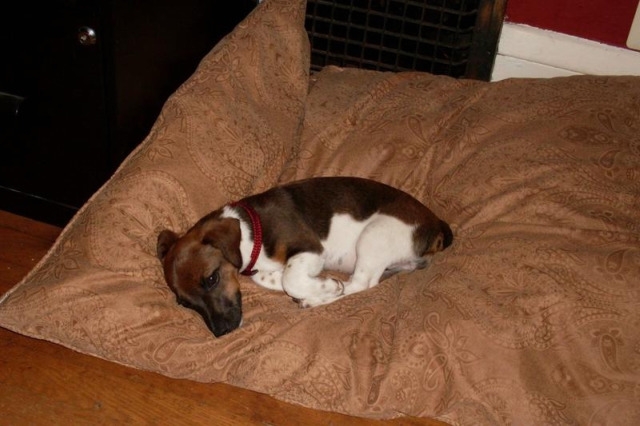 Big bed, little dog