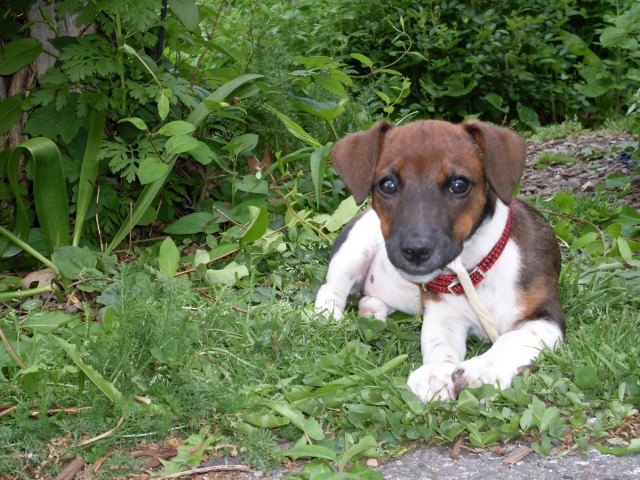 Paddy in the garden.