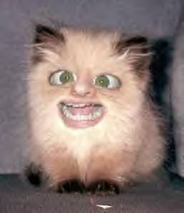 kitten