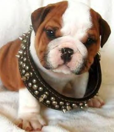 cute puppy