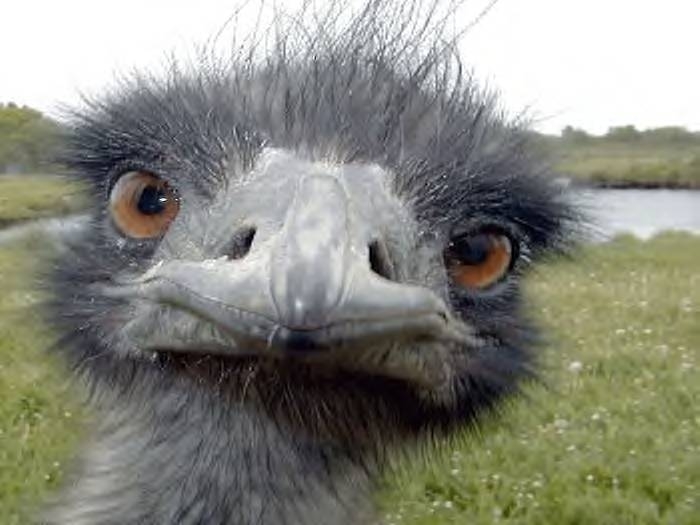 bird