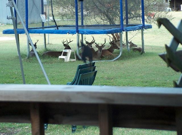 Trampolines