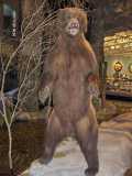 bills bear