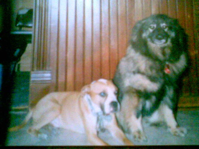 Elffy and Lucky