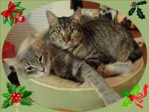 Merry Christmas Kitties