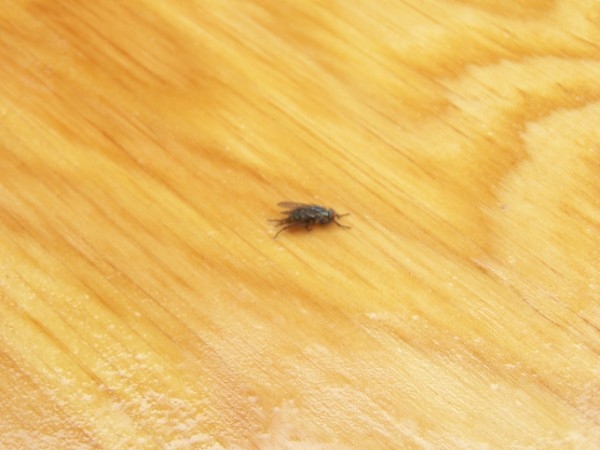 Fly stuck in the epoxy