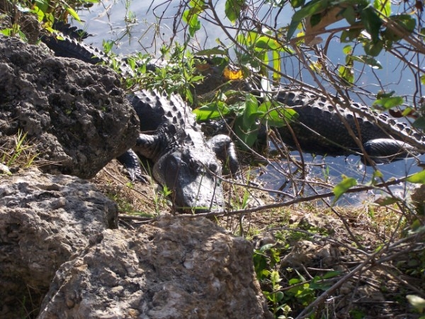 Everglades-Shark River NP --Buddies