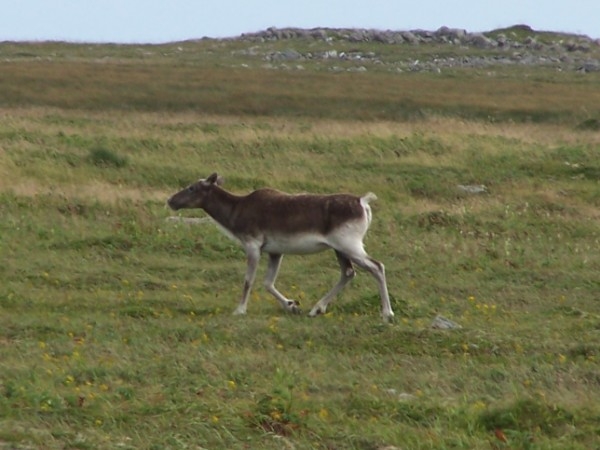 Woodland caribou, Irish Coast south of St. John, NL