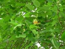 Tulip Poplars blooming in campground