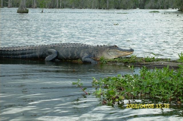 Gator-Lake Martin, LA