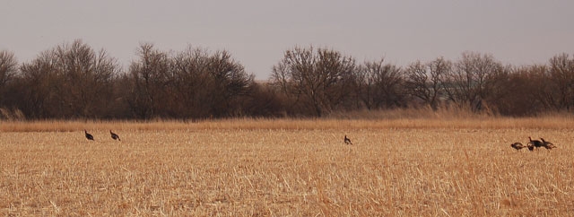 Wild Turkeys at....