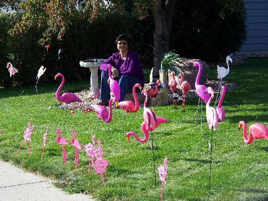 flock of flamingos